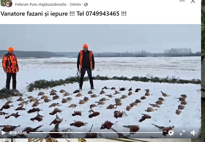 Vânătoare fazani și iepure !!! Tel 0749943465 !!!