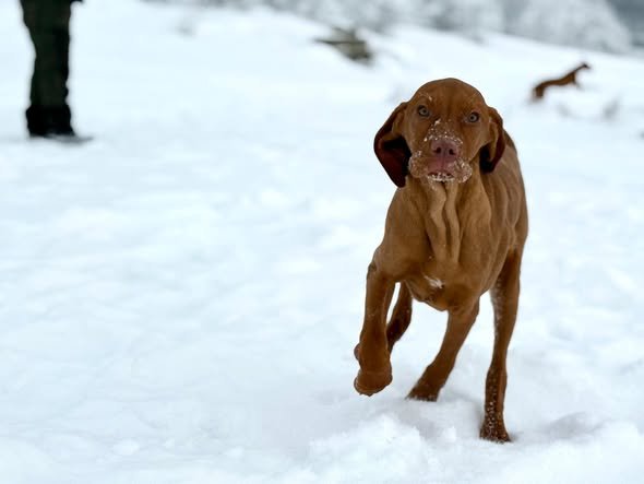 Trei pui de Vizsla Maghiară își caută stăpân iubitor