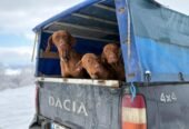 Trei pui de Vizsla Maghiară își caută stăpân iubitor