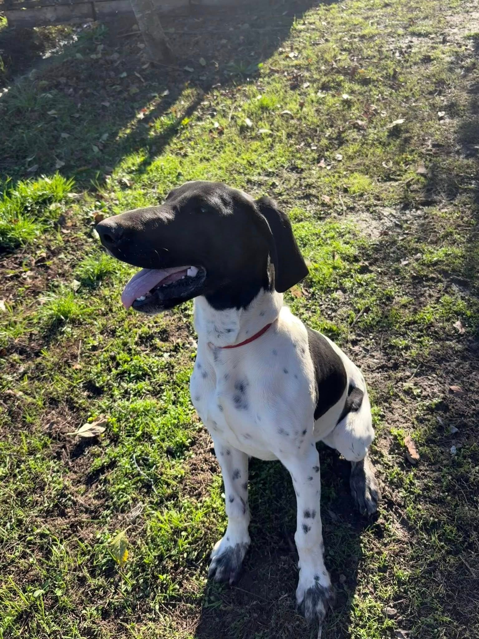 femelă de Brac German (Kurzhaar)