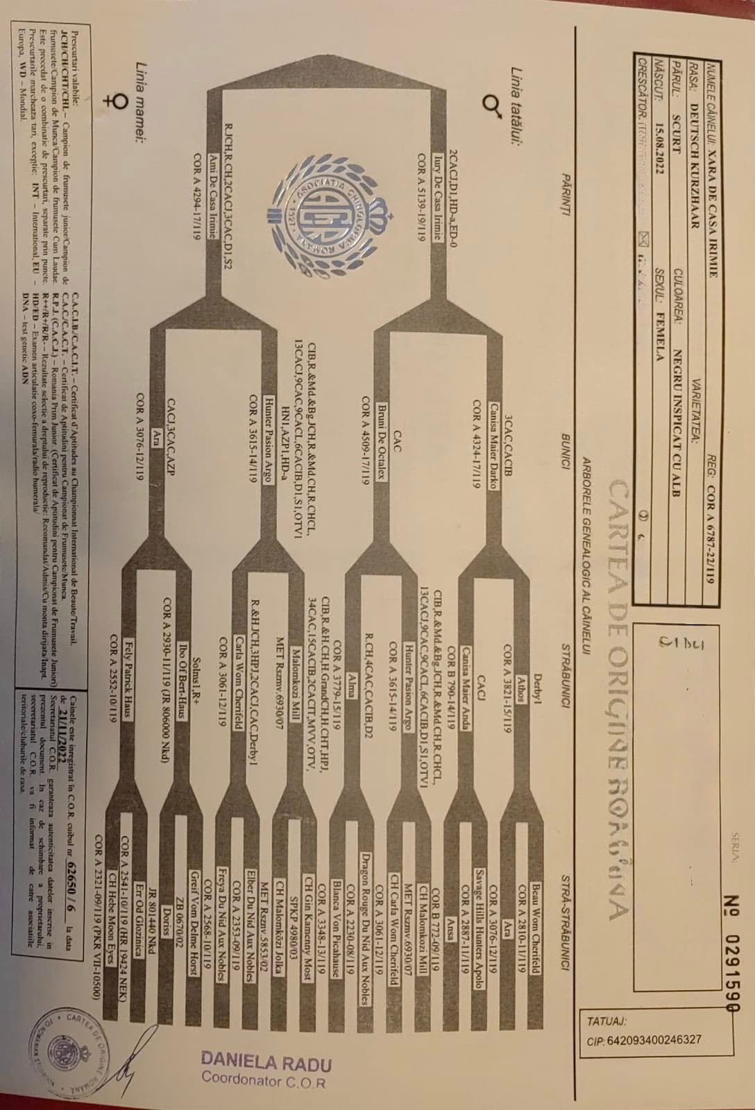 femelă de Brac German (Kurzhaar)