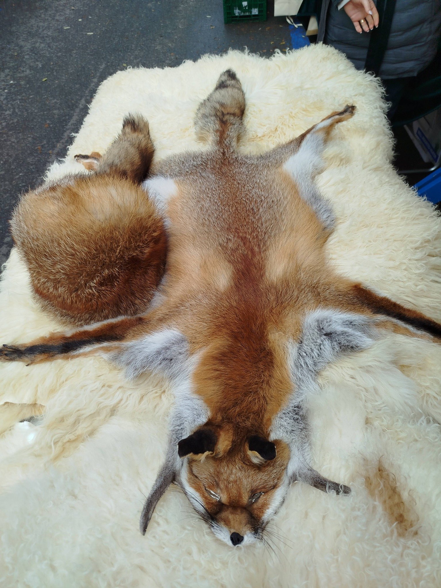 Argăsesc piei de animale 0727 845 826 !