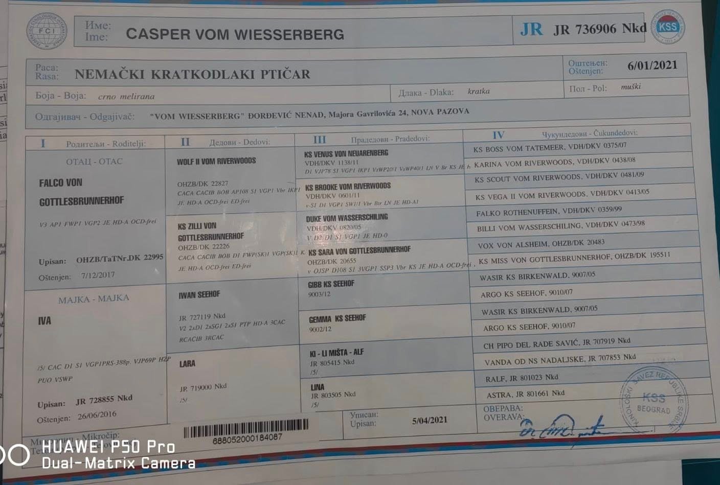 femelă de Brac German (Kurzhaar)