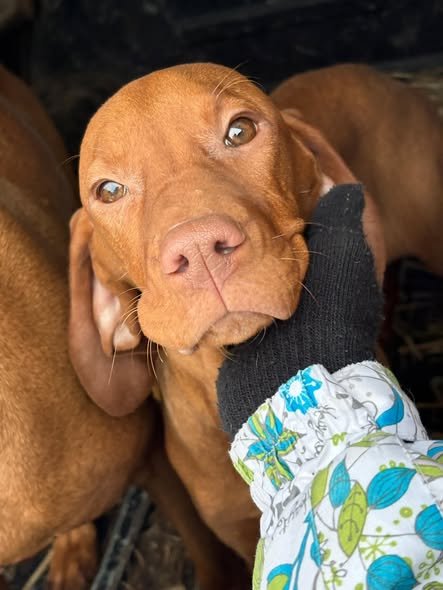 Trei pui de Vizsla Maghiară își caută stăpân iubitor