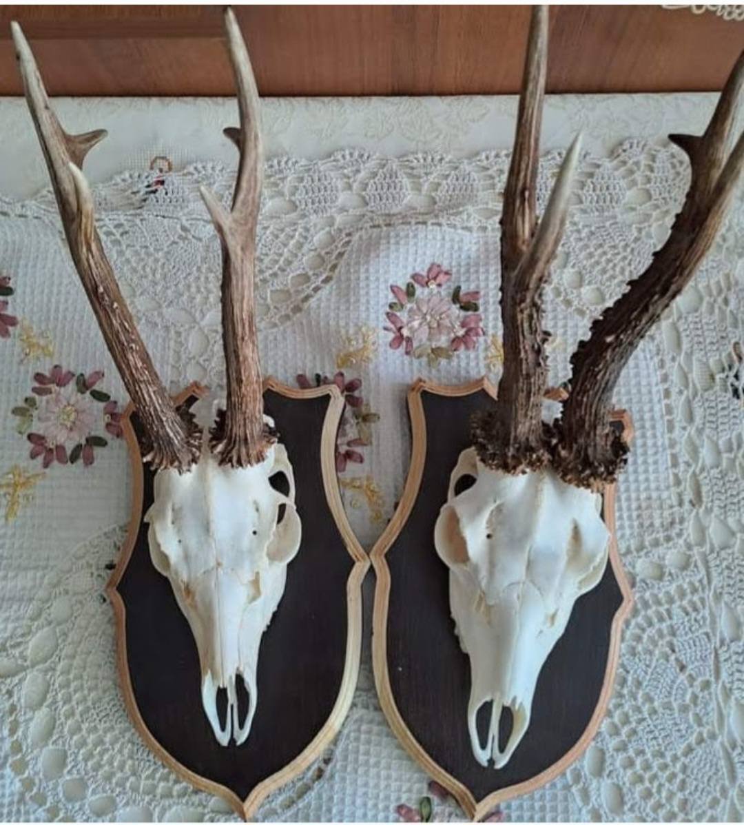 Panoplii simple pentru trofee de căprior, mistreț, cerb carpatin și lopatar
