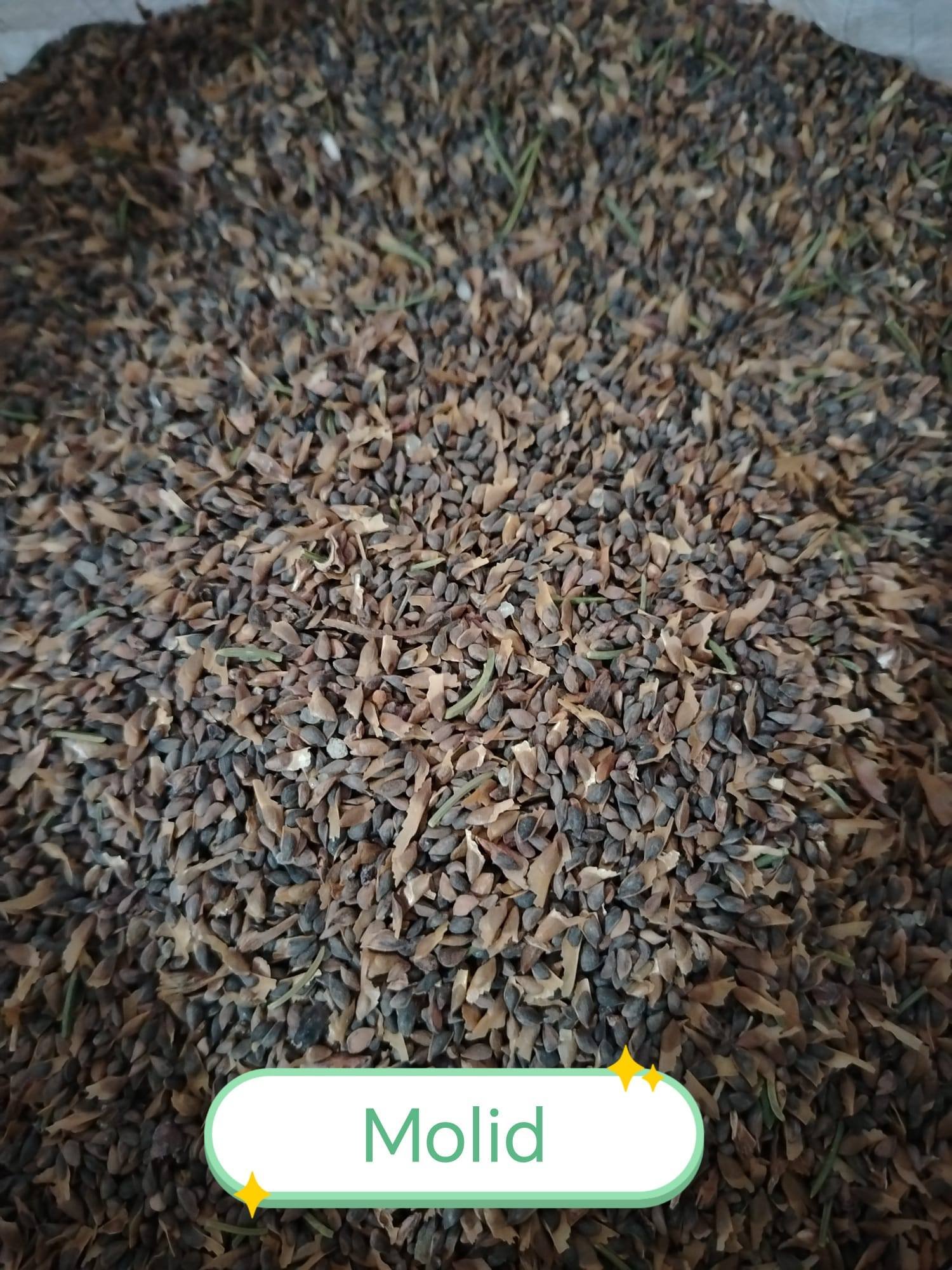 Am produs toate semințele forestiere: