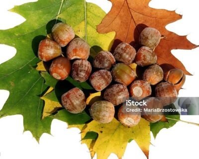 615342929_122117387577117840_4872408449739303903_n