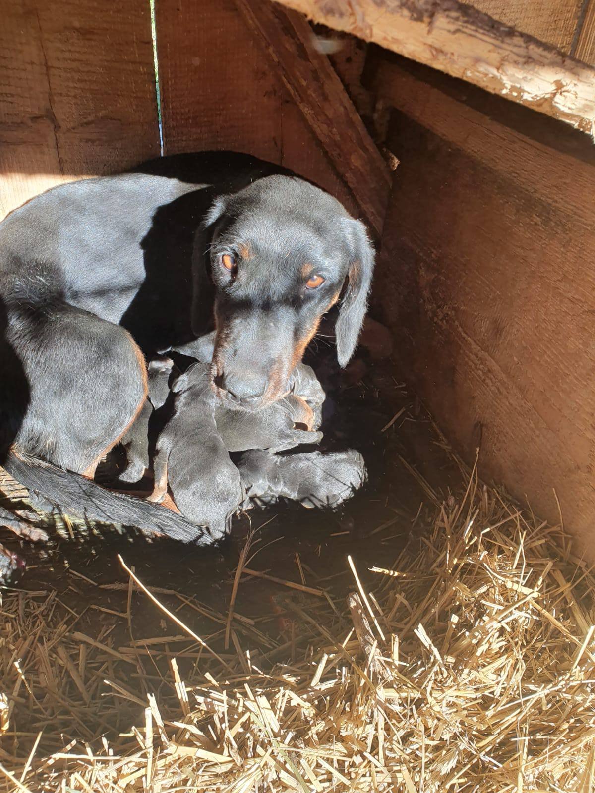 Am pierdut acești doi căței în Jud. SUCEAVA