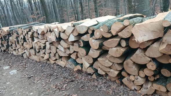 Transport lemne de fag esenta tare 320 lei metrul ster.