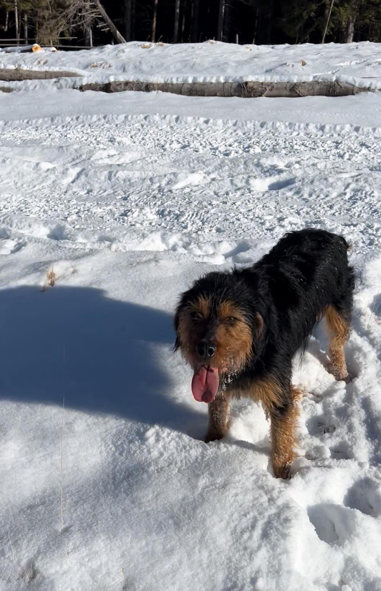 Vând câine de vânătoare , Jud Suceava Fac proba , video în privat 0731642638