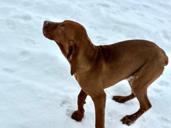 Trei pui de Vizsla Maghiară își caută stăpân iubitor