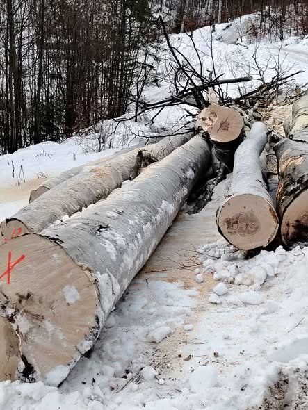 Vând lemne de foc fag pentru detalii sunați 0737112415