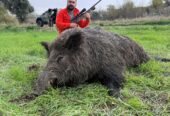 Pentru sezonul 2026, sunt organizate programe de vânătoare la mistreț în Turcia