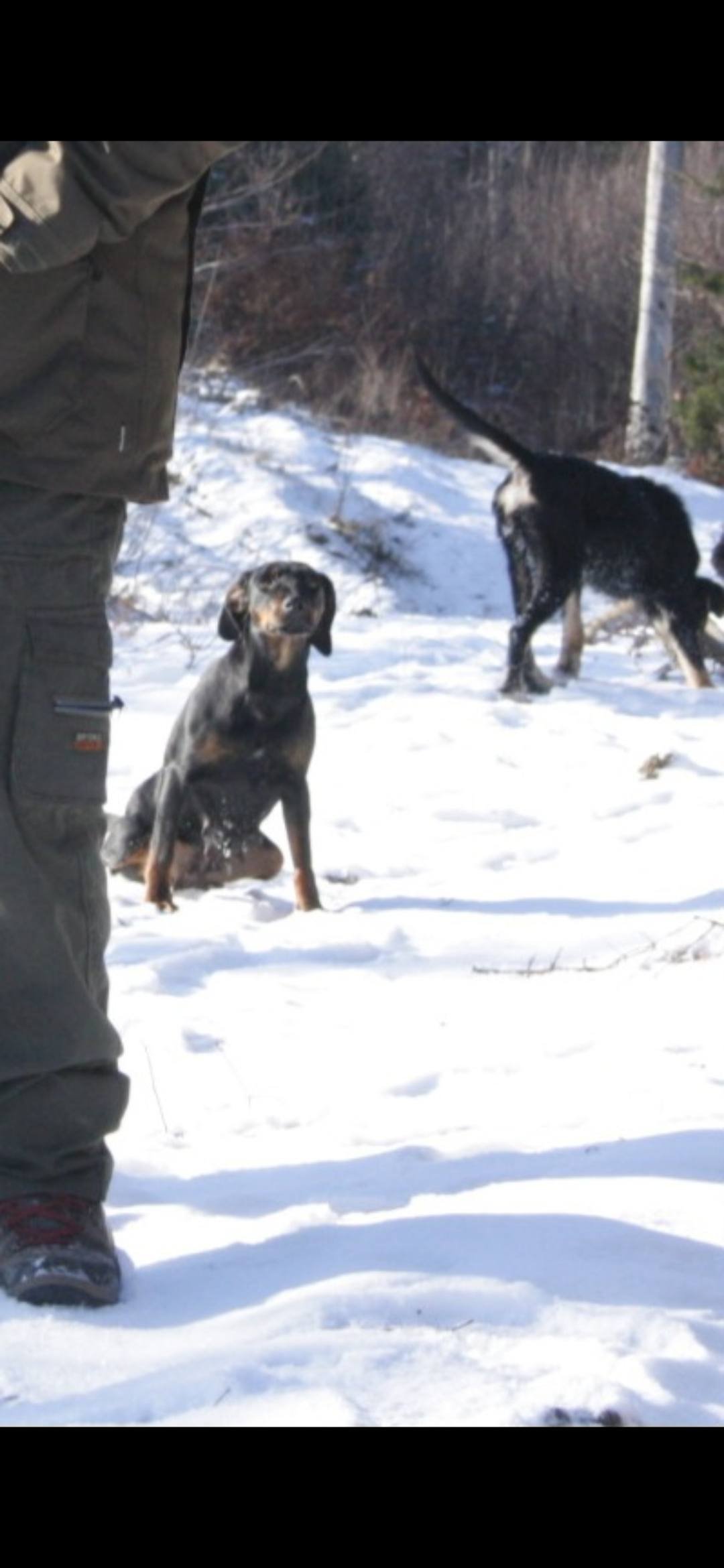 Am pierdut acești doi căței în Jud. SUCEAVA