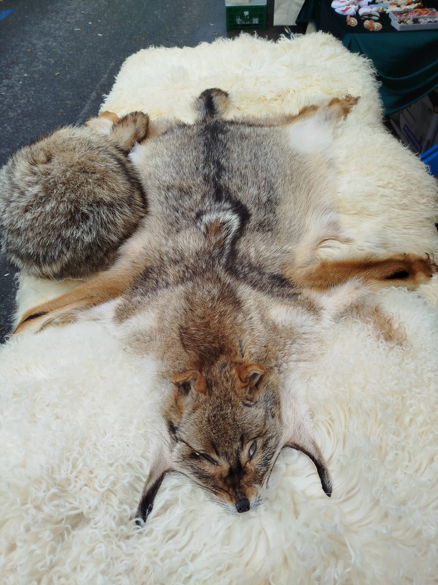 Argăsesc piei de animale 0727 845 826 !