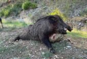 Pentru sezonul 2026, sunt organizate programe de vânătoare la mistreț în Turcia