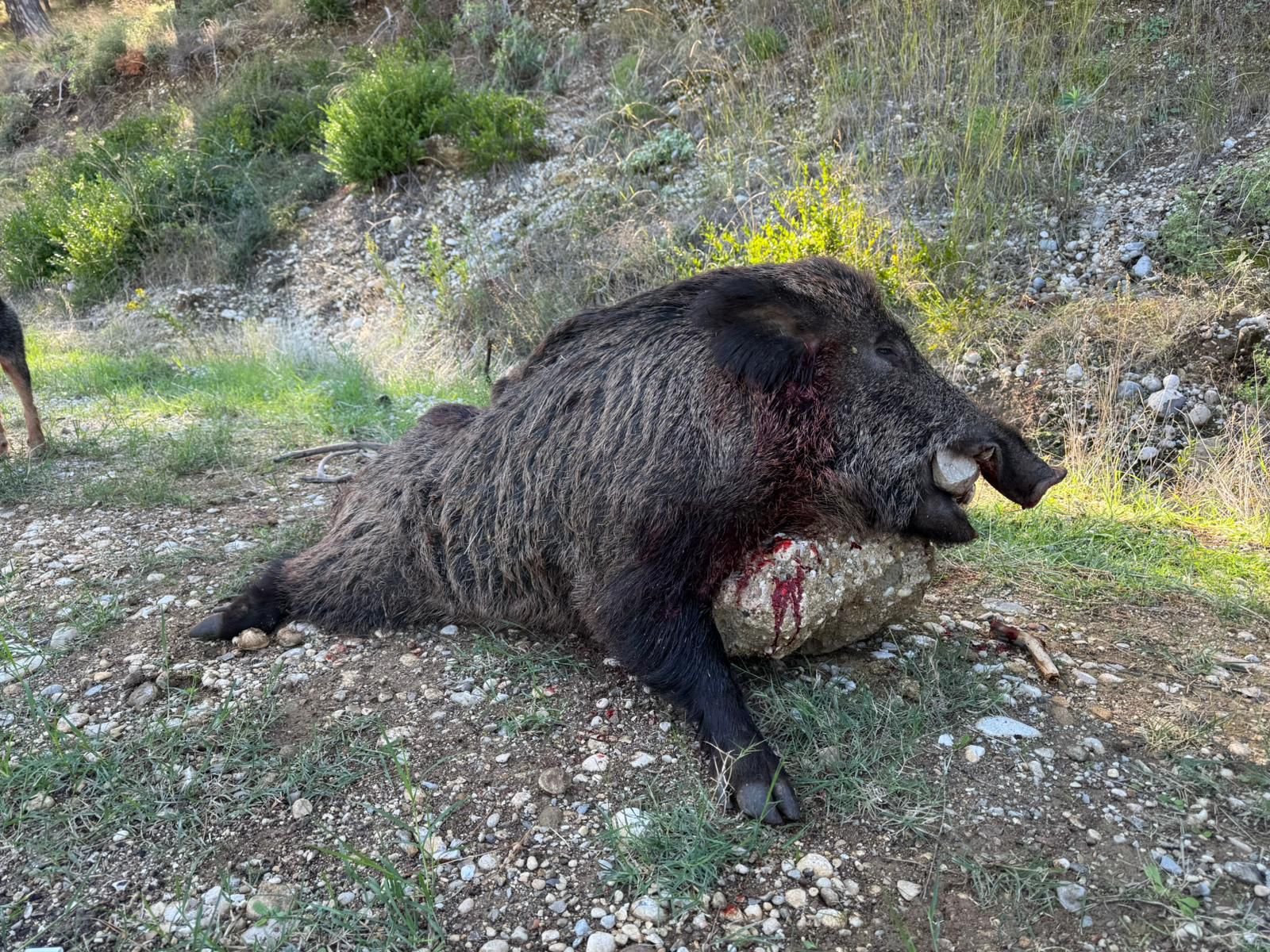 Pentru sezonul 2026, sunt organizate programe de vânătoare la mistreț în Turcia