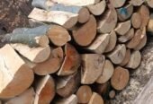 Transport lemne de fag esenta tare 320 lei metrul ster
