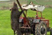 Pentru sezonul 2026, sunt organizate programe de vânătoare la mistreț în Turcia