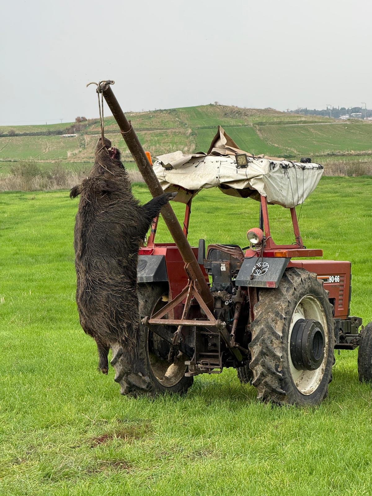 Pentru sezonul 2026, sunt organizate programe de vânătoare la mistreț în Turcia