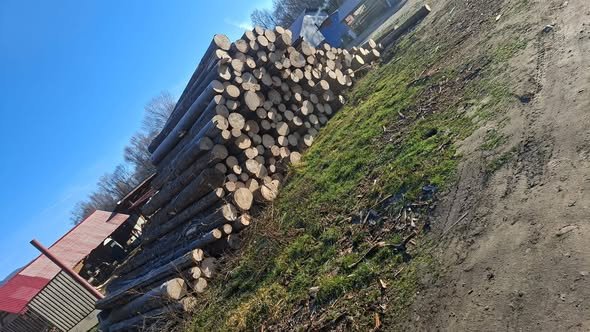 Vand buștean de molid. Busteanul se afla langa Hațeg( Hunedoara). Pret 480 de lei mc. Mai multe detalii la 0755451671