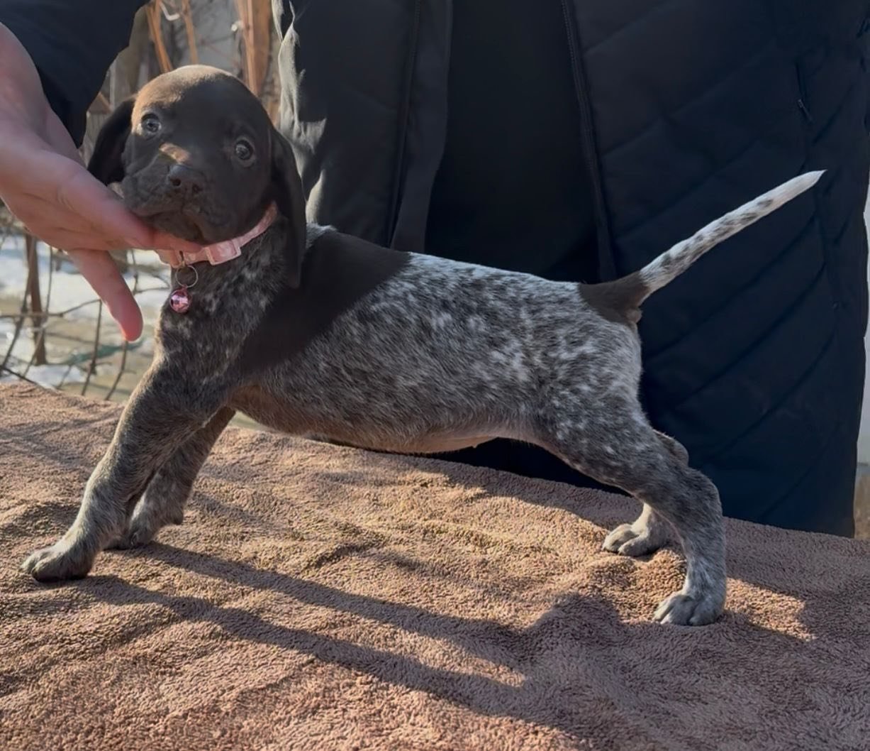 1 femela și 3 masculi disponibili pentru rezervare 0762325797