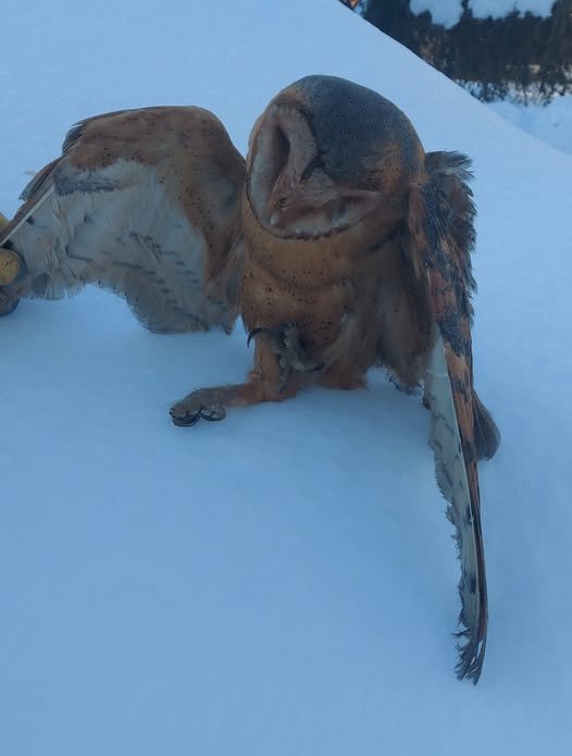 Am nevoie de un TAXIDERMIST (impaietor de animale) ,cunoaște careva (in Maramureș sau Cluj )?