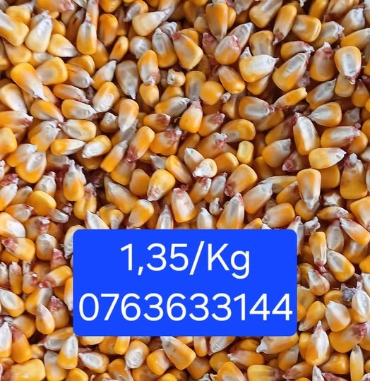 Porumb pentru vânat 1,35/Kg livram la domiciliu nr telefon 0763633144‼️