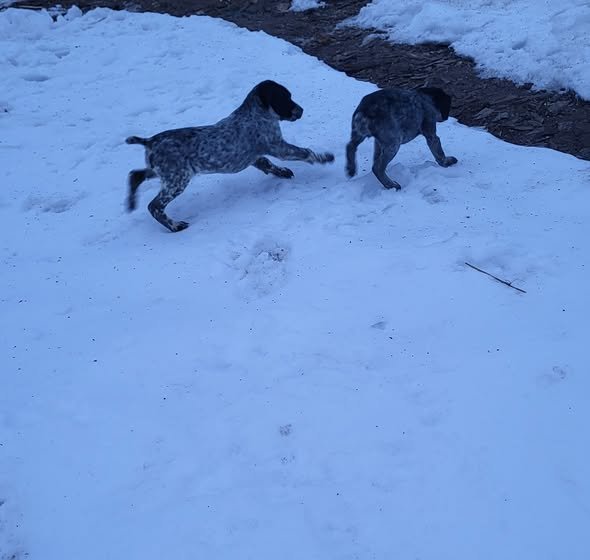 Masculi cu vârstă de 2,5 luni caută partener de vanatoare Detalii la tel 0739053056— în Arad, Romania.