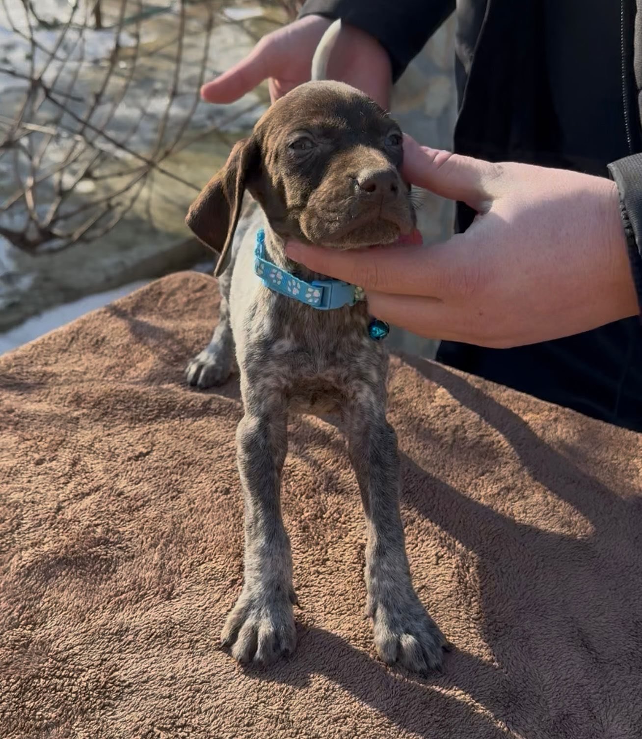 1 femela și 3 masculi disponibili pentru rezervare 0762325797