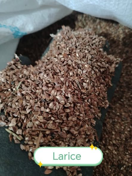 Am produs toate semințele forestiere: