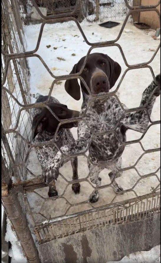 Mascul Pointer Englez – Vârsta : 3 ani