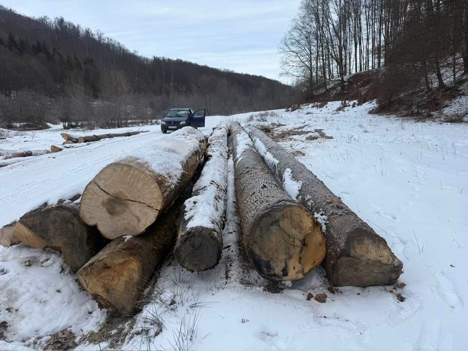 Bustean stejar de vanzare! Jud arges 0747798372