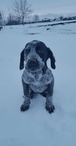 Masculi cu vârstă de 2,5 luni caută partener de vanatoare Detalii la tel 0739053056— în Arad, Romania.