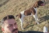 Mascul, vârstă 3 ani jumate, caută partener de vânătoare. Fără pedigree, se dă cu probă in teren.