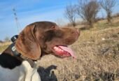Mascul, vârstă 3 ani jumate, caută partener de vânătoare. Fără pedigree, se dă cu probă in teren.