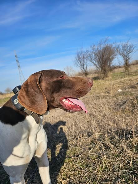 Mascul, vârstă 3 ani jumate, caută partener de vânătoare. Fără pedigree, se dă cu probă in teren.