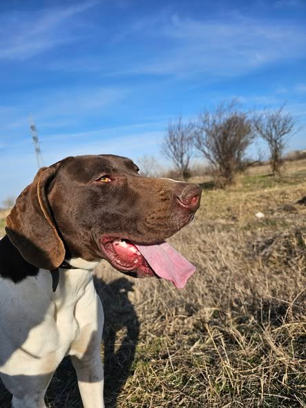Mascul, vârstă 3 ani jumate, caută partener de vânătoare. Fără pedigree, se dă cu probă in teren.
