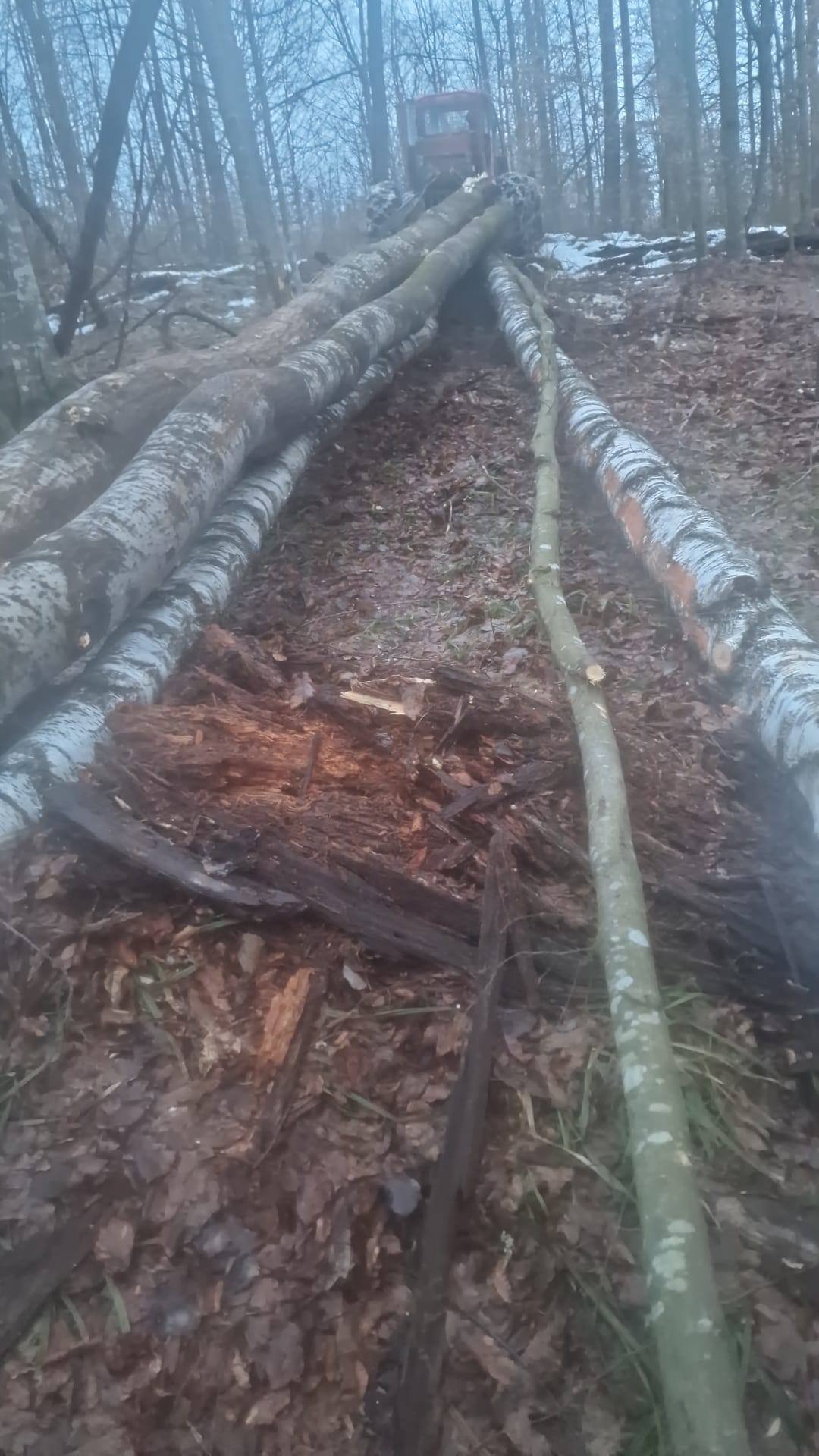 Vand lemn de foc mesteacăn si plop ptr mai multe detalii sunați 0748529917