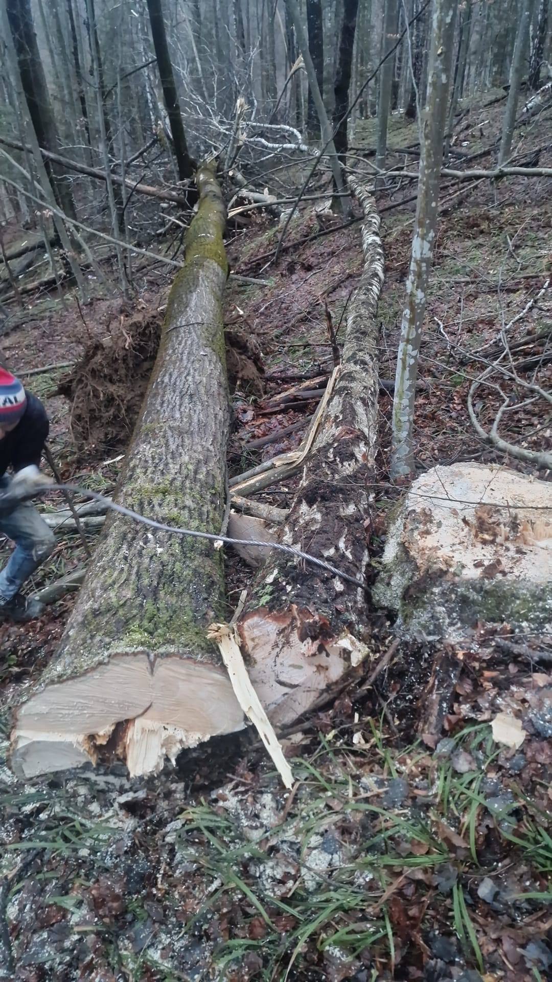 Vand lemn de foc mesteacăn si plop ptr mai multe detalii sunați 0748529917