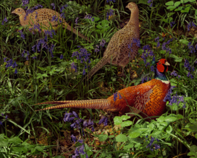 PSX_20240509_222752-603×530-2