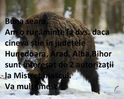 wild-boar-snow