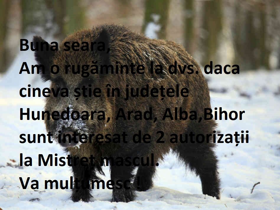 2 autorizații la Mistreț mascul