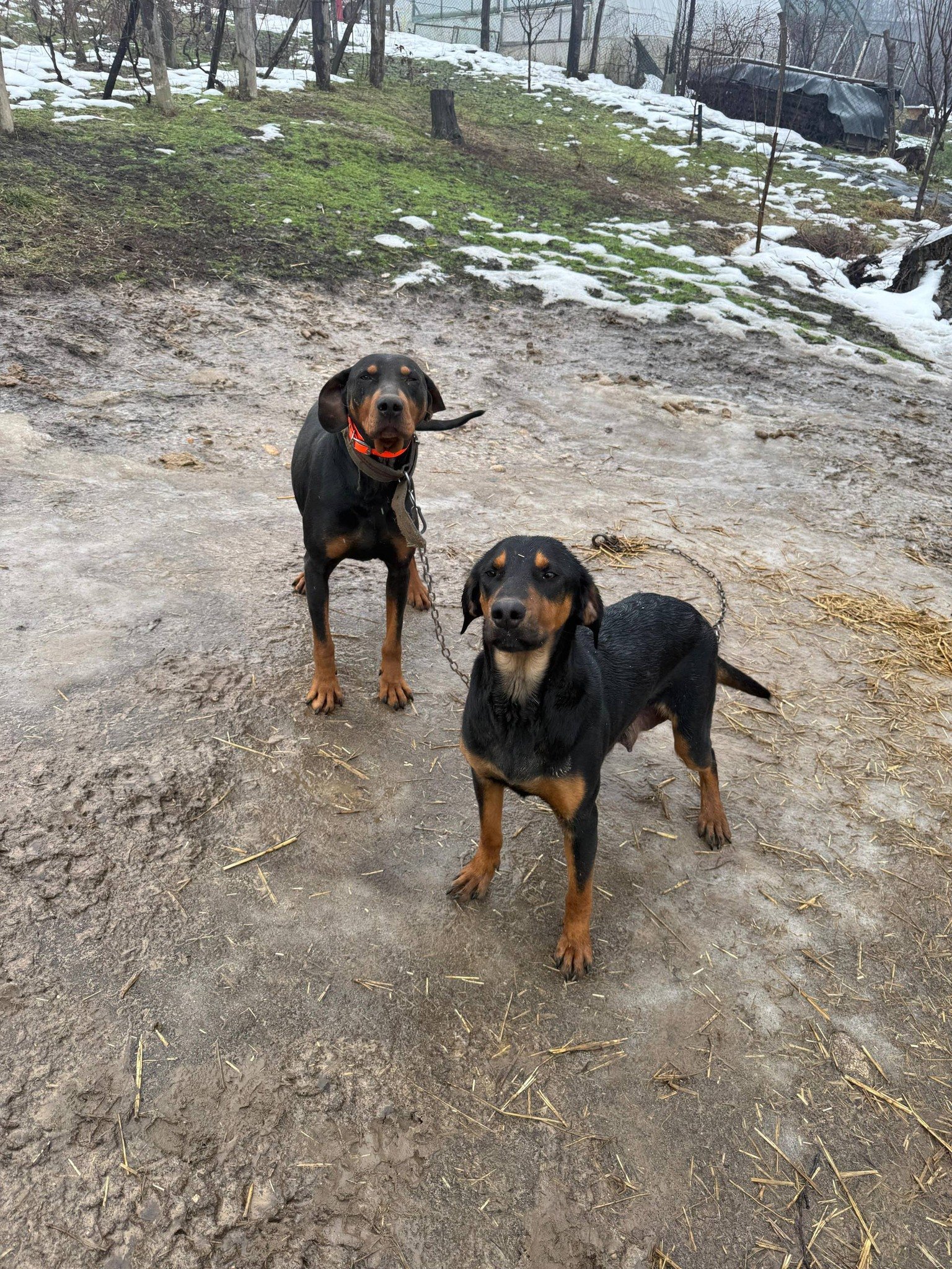 Pui Copoi caută alta casa. Pt detalii sunați la nr 0768 824 111. Locație : Pesteana-Jiu