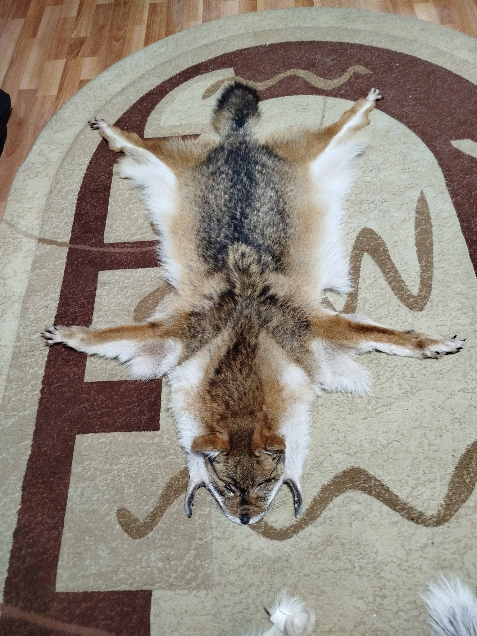 Blănițe de animale argăsite de mine , 0727 845 826 !