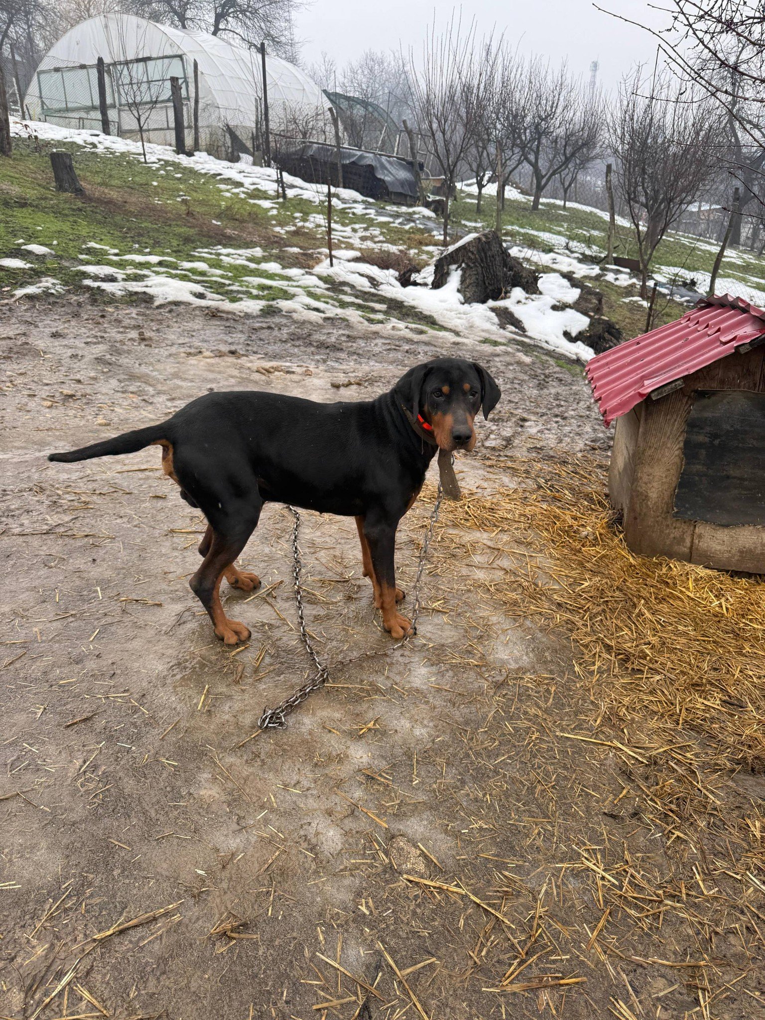 Pui Copoi caută alta casa. Pt detalii sunați la nr 0768 824 111. Locație : Pesteana-Jiu