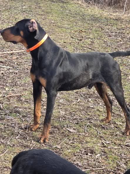 Bruk, 1.5 ani🐕🐗