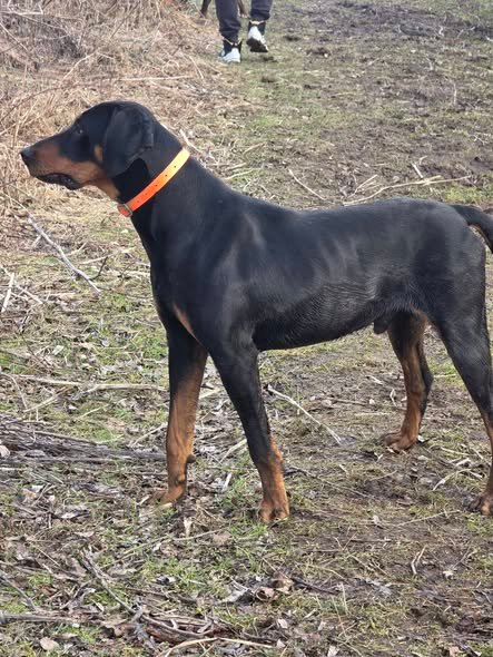 Bruk, 1.5 ani🐕🐗