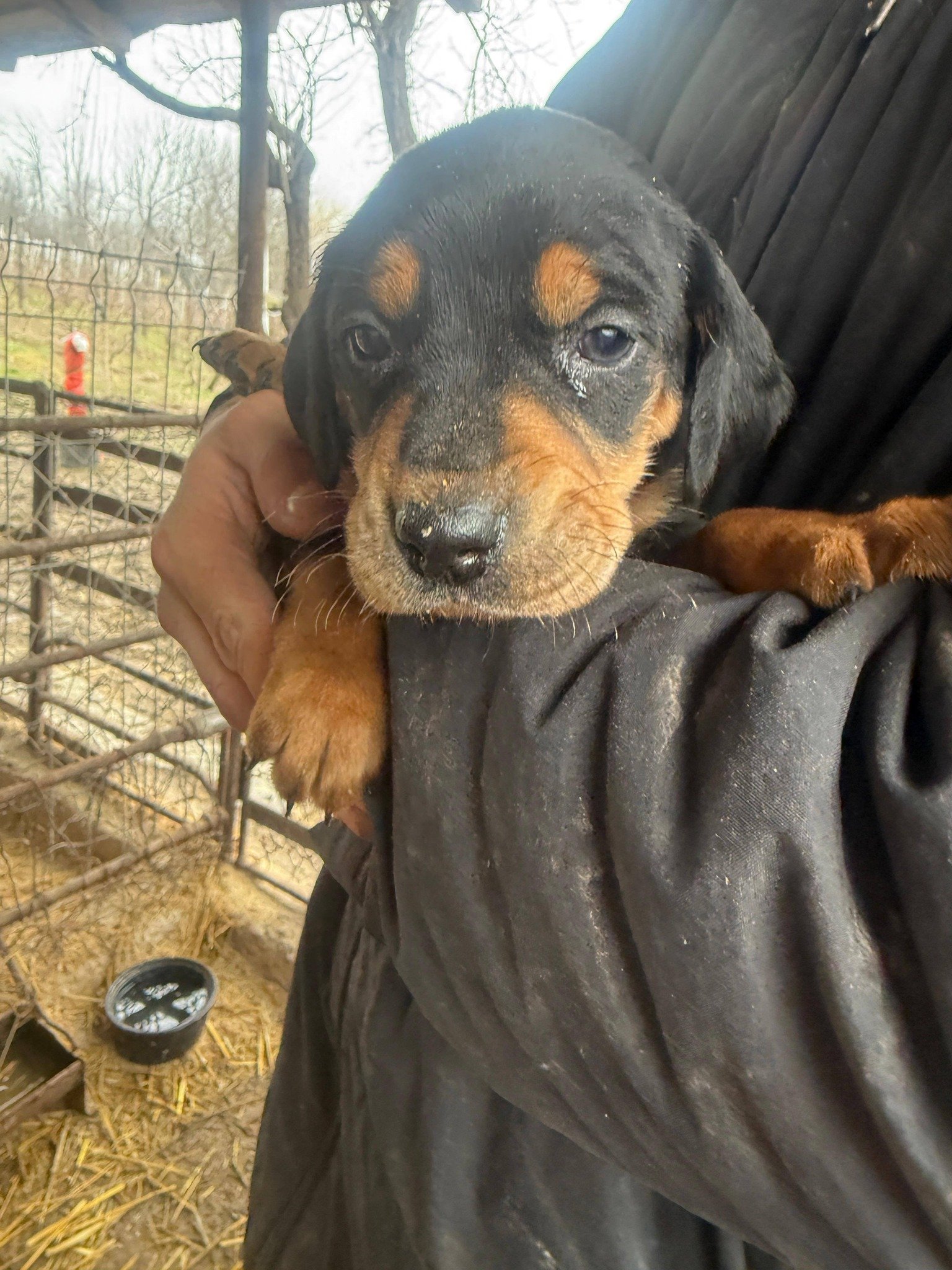 Pui Copoi caută alta casa. Pt detalii sunați la nr 0768 824 111. Locație : Pesteana-Jiu