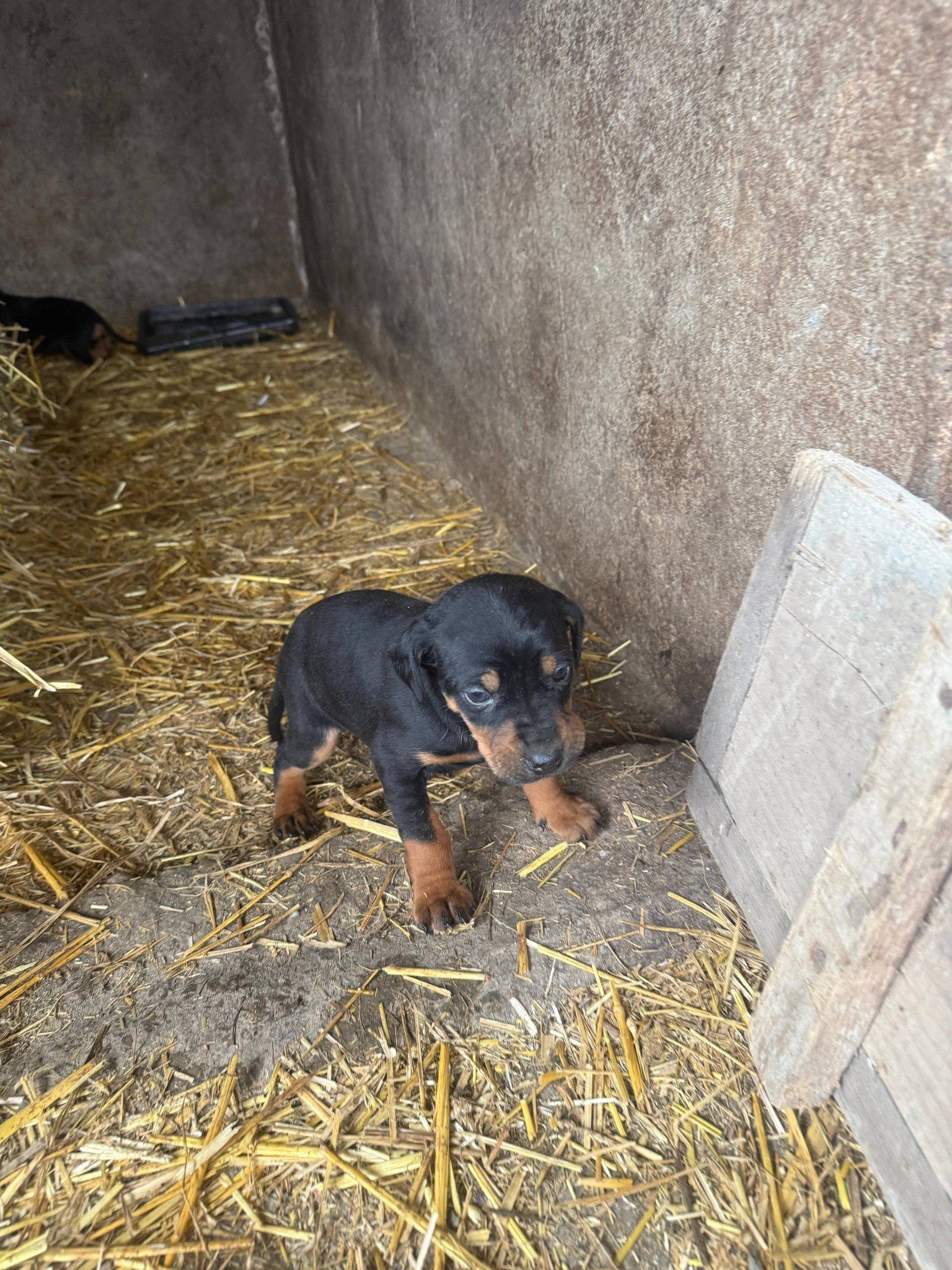 Pui Copoi caută alta casa. Pt detalii sunați la nr 0768 824 111. Locație : Pesteana-Jiu